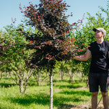 Fagus sylvatica 'Purpurea' New Wood Trees 25 26 0002 Edit
