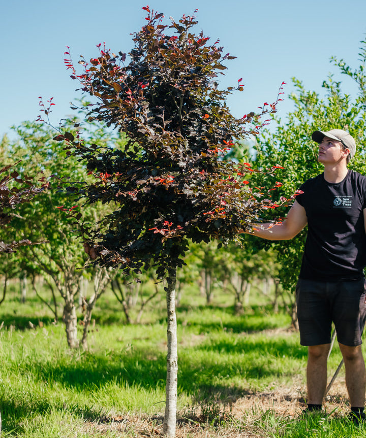 Fagus sylvatica 'Purpurea' New Wood Trees 25 26 0002 Edit