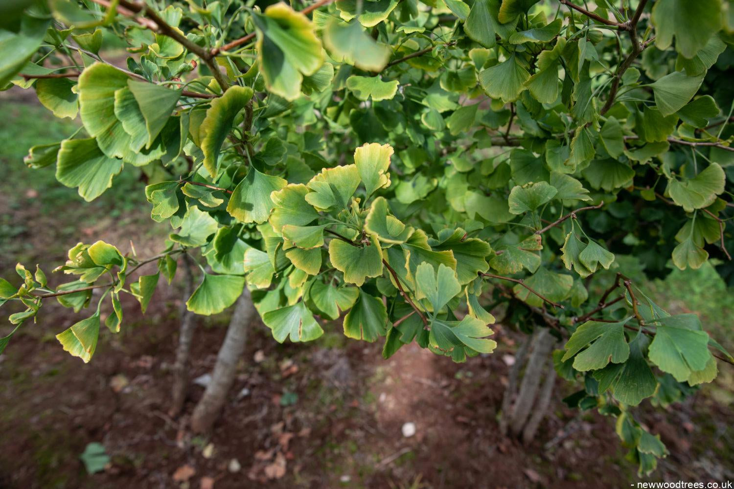 Gingko biloba 2 1500x1001 1