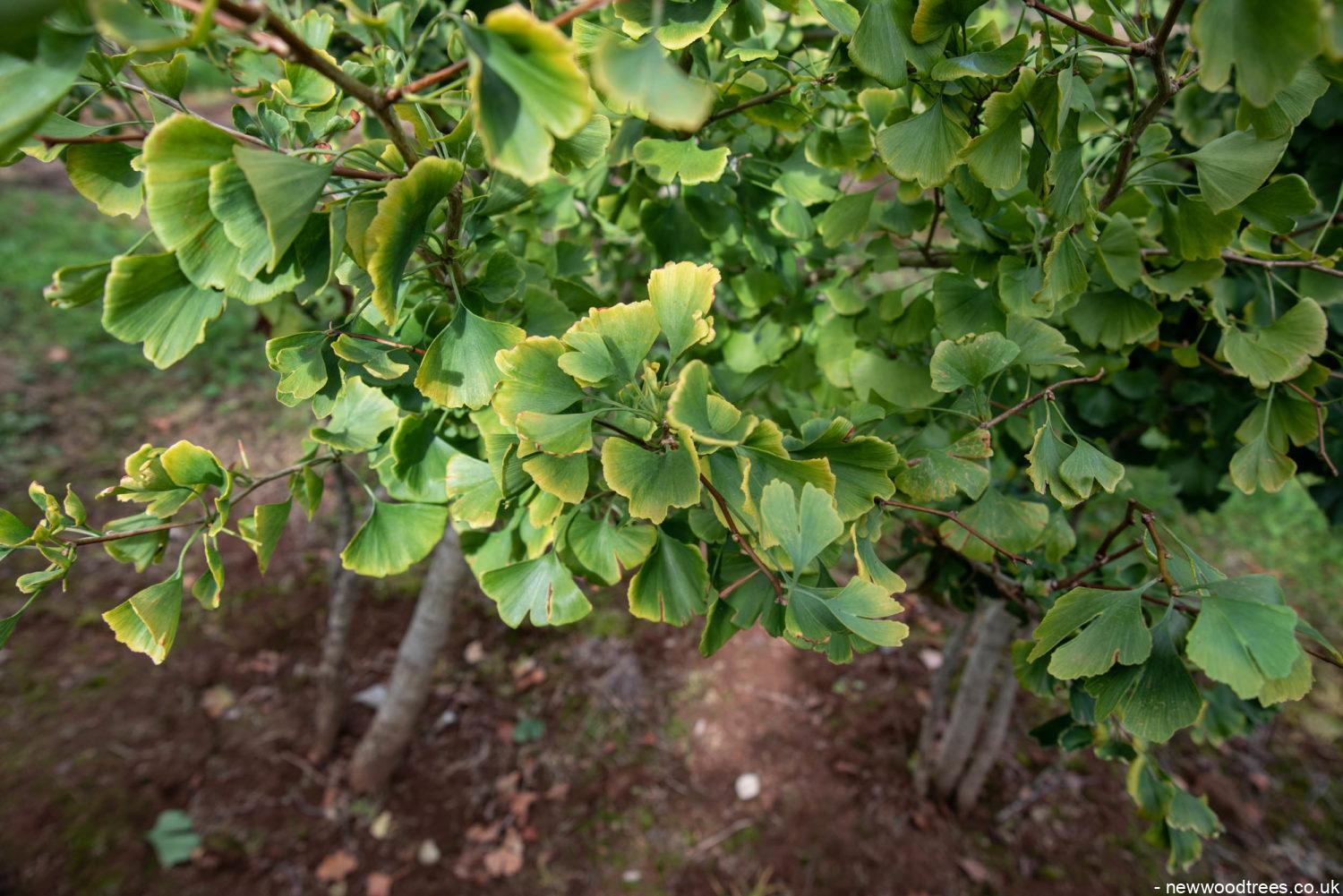 Gingko biloba 2 1500x1001 1