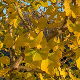 Ginkgo Biloba 1 1663x2217 1