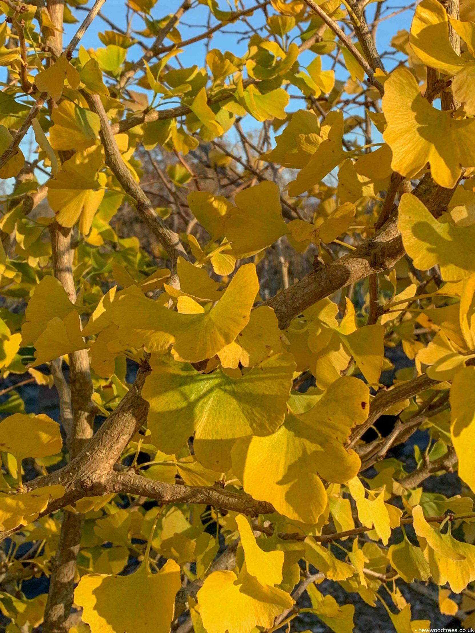Ginkgo Biloba 1 1663x2217 1