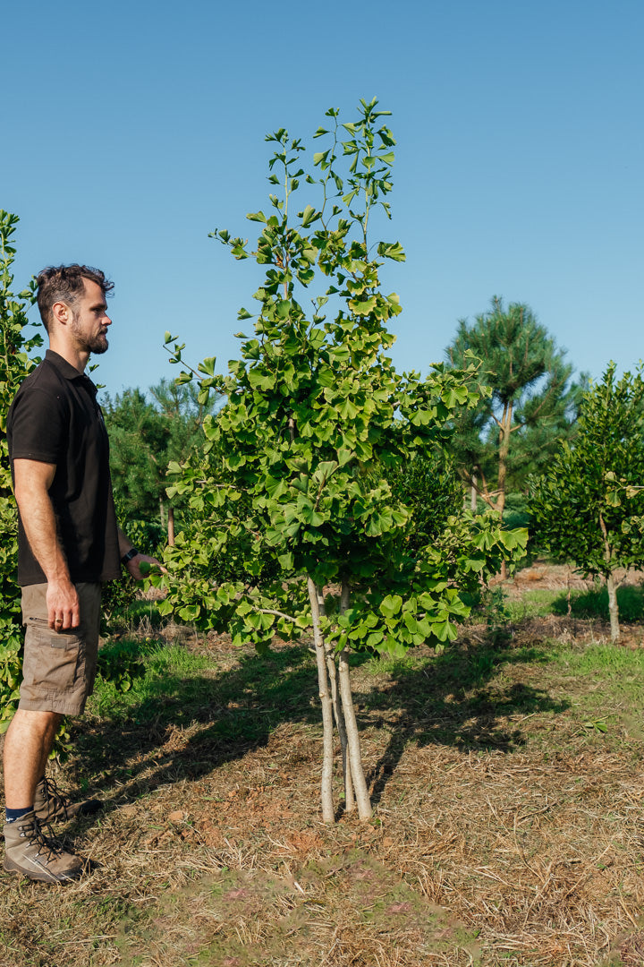 Ginkgo biloba NWT Products 25 26 2 Edit