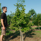 Ginkgo biloba NWT Products 25 26 2 Edit