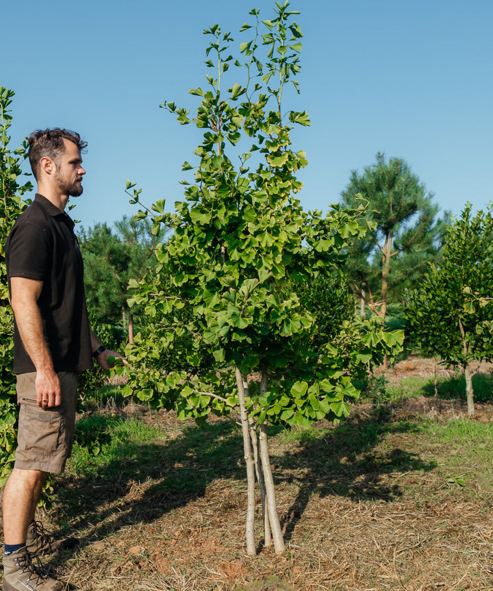 Ginkgo biloba NWT Products 25 26 2 Edit