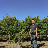 Hamamelis x intermedia Pallida