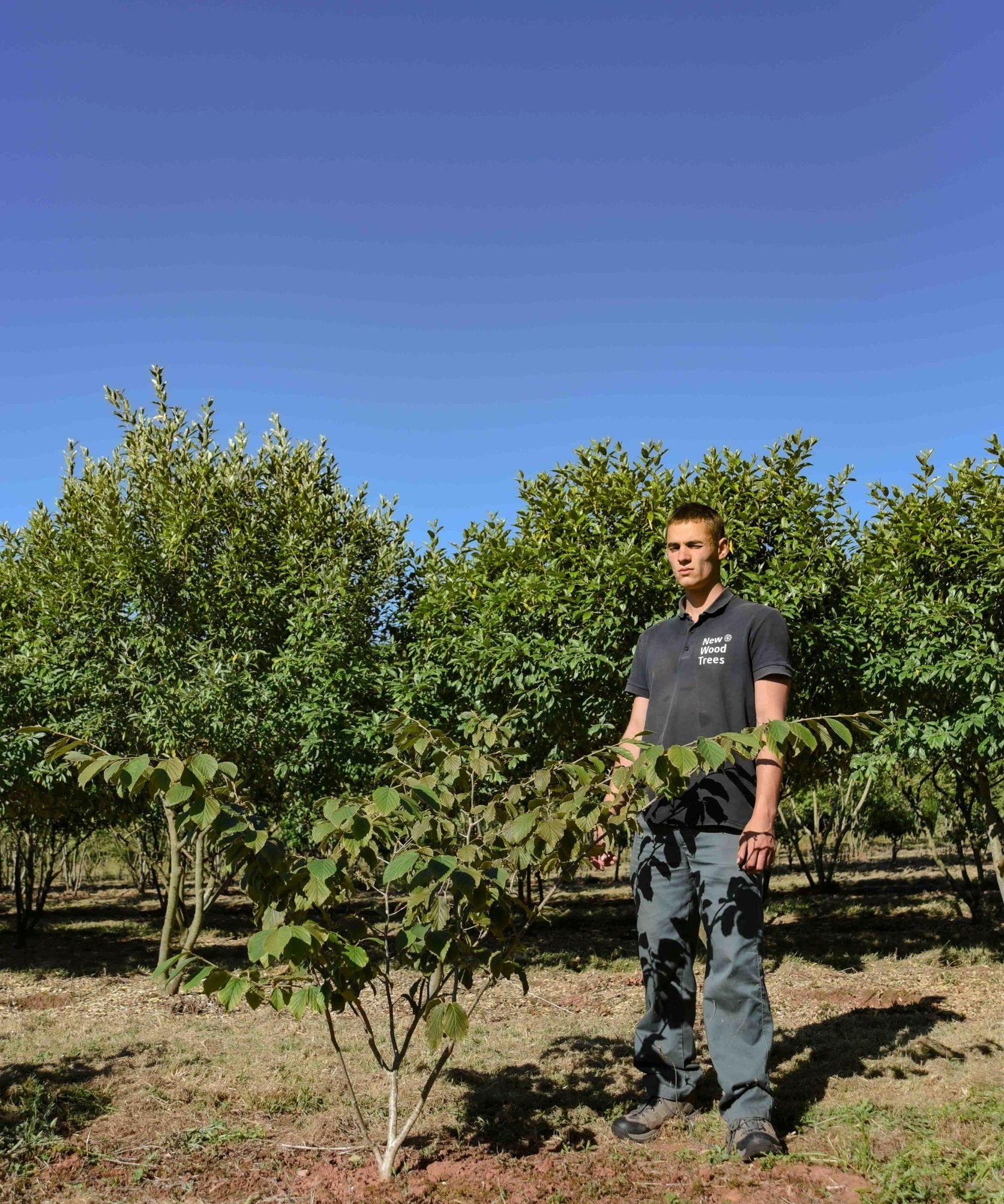 Hamamelis x intermedia Pallida