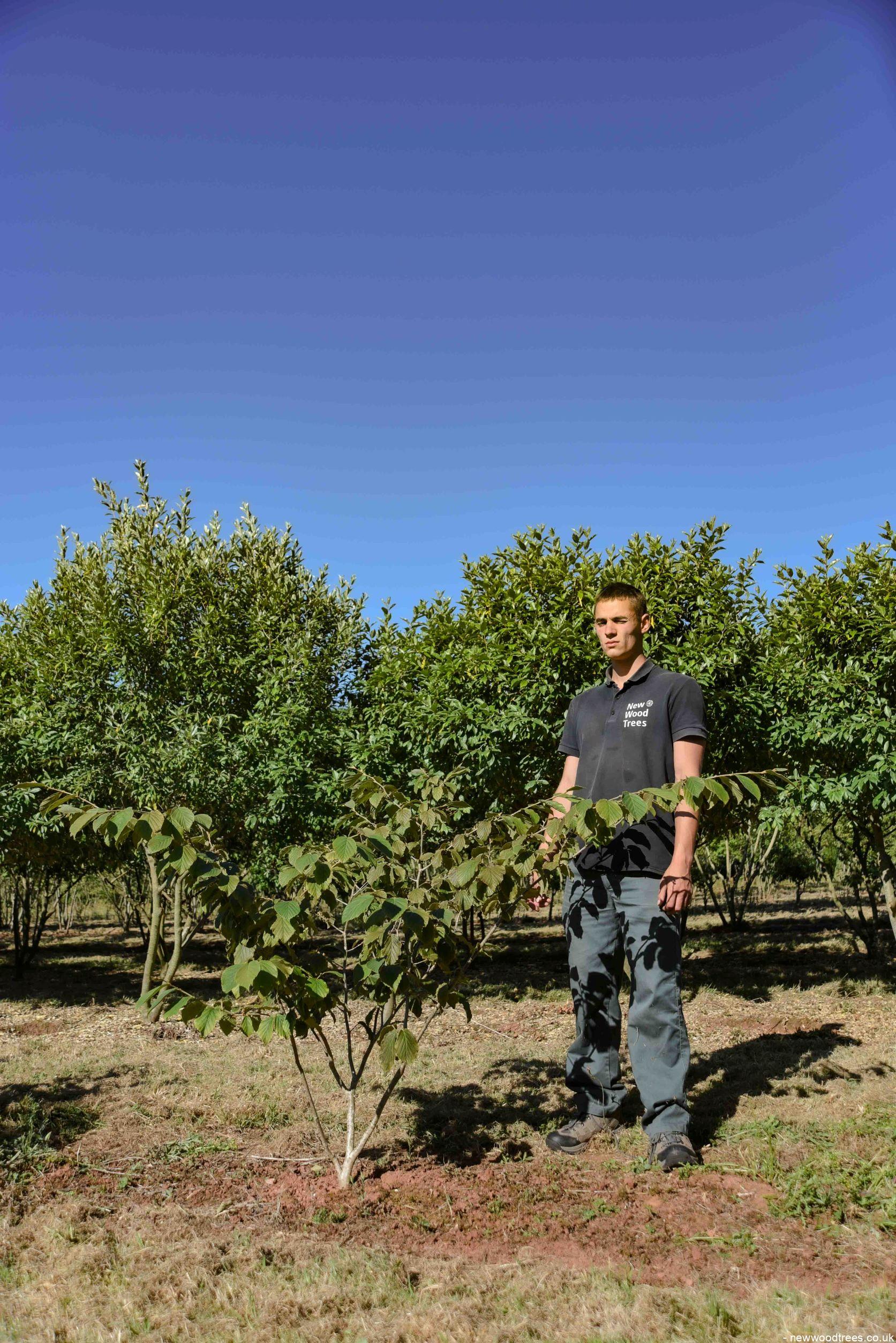 Hamamelis x intermedia Pallida