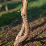 Heptacodium miconiodes 1 1663x2491 1