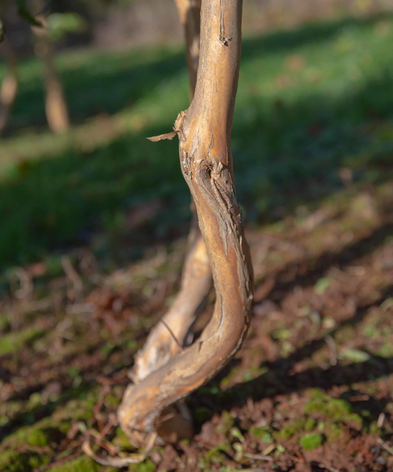 Heptacodium miconiodes 1 1663x2491 1