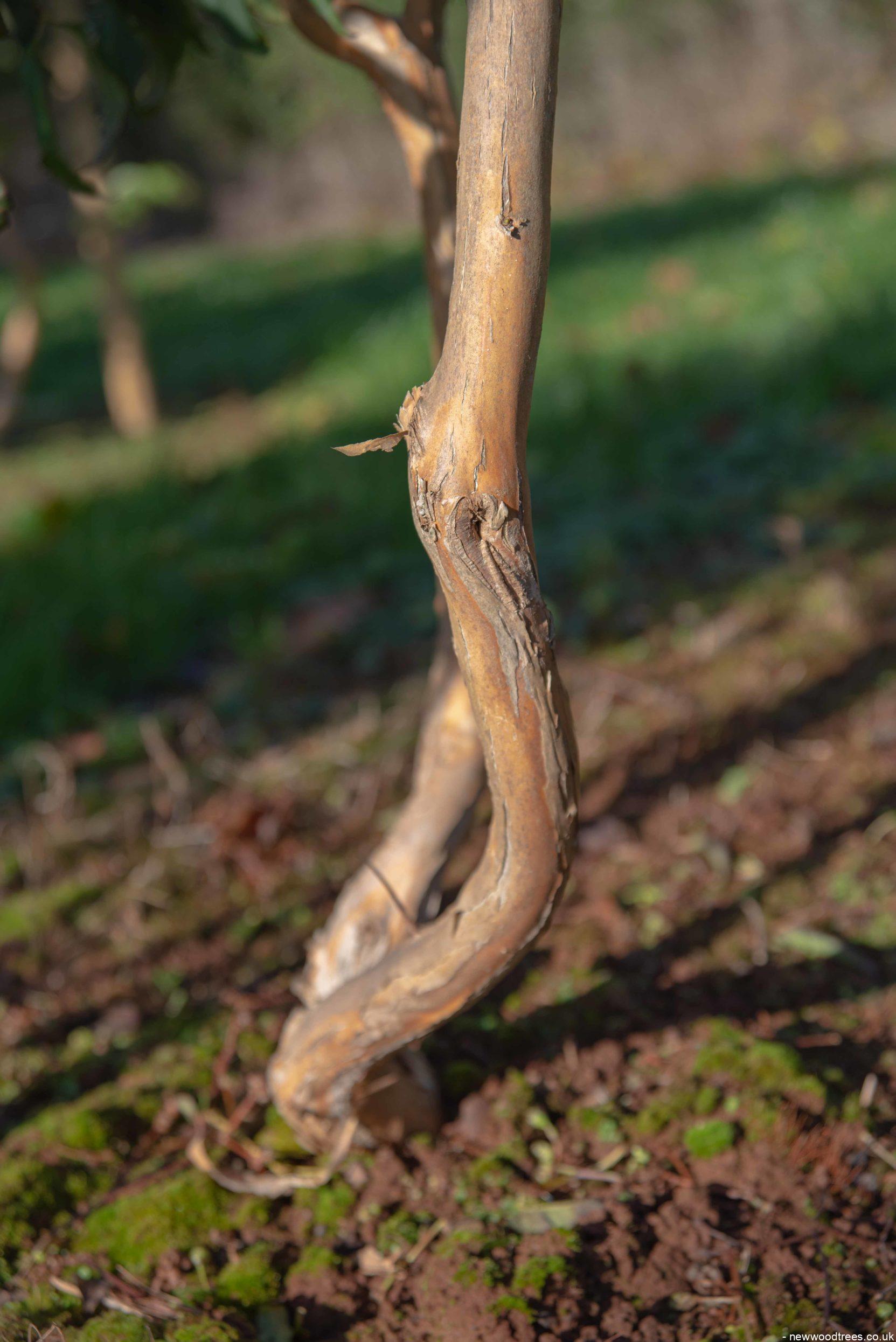 Heptacodium miconiodes 1 1663x2491 1