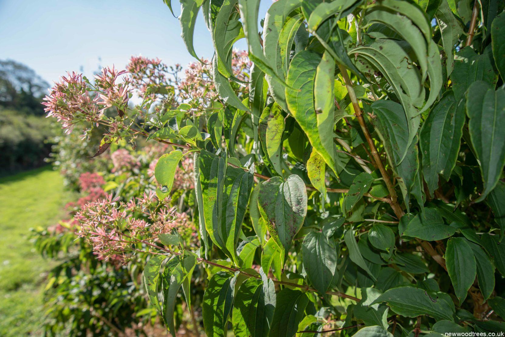 Heptacodium miconiodes 1663x1110 1