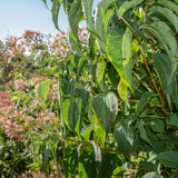 Heptacodium miconiodes 1663x1110 1