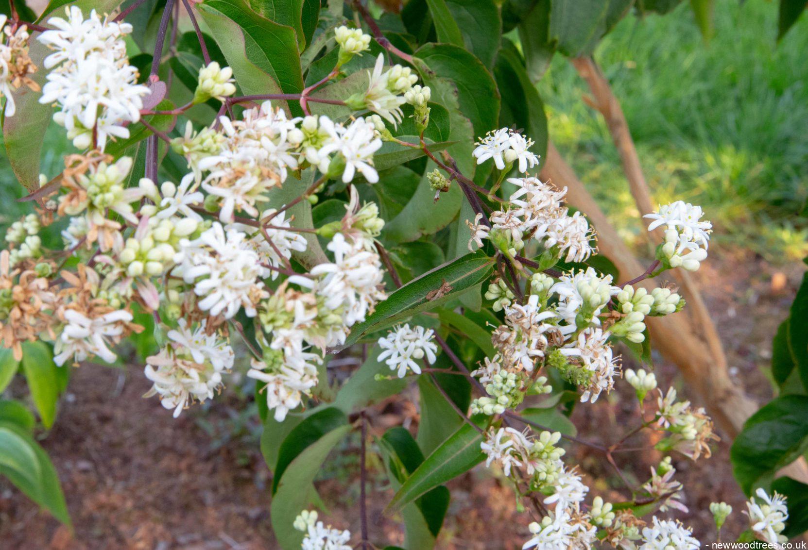 Heptacodium miconiodes 2 1663x1133 1