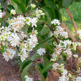 Heptacodium miconiodes 2 1663x1133 1