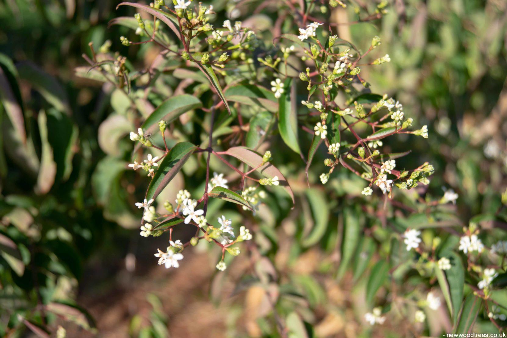 Heptacodium miconiodes 3 1663x1110 1