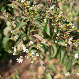 Heptacodium miconiodes 3 1663x1110 1