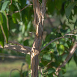 Heptacodium miconiodes 4 1663x2491 1