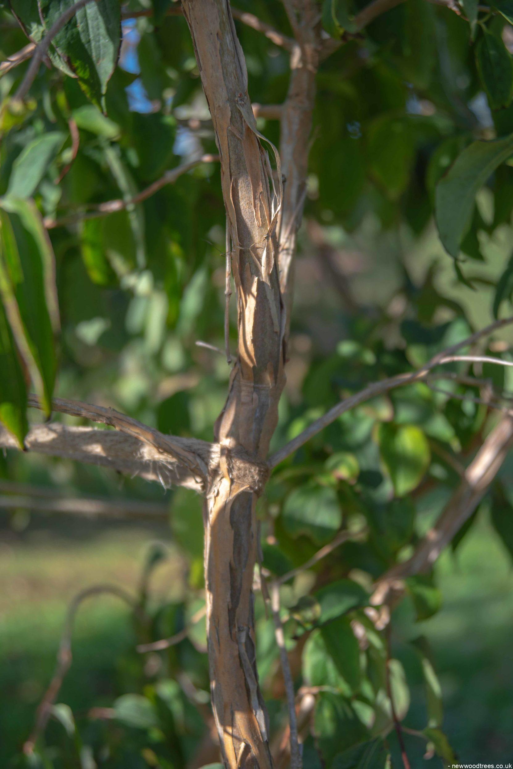 Heptacodium miconiodes 4 1663x2491 1