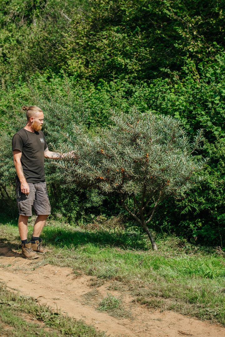 Hippophae rhamnoides NWT products 25 26 0002