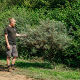 Hippophae rhamnoides NWT products 25 26 0002