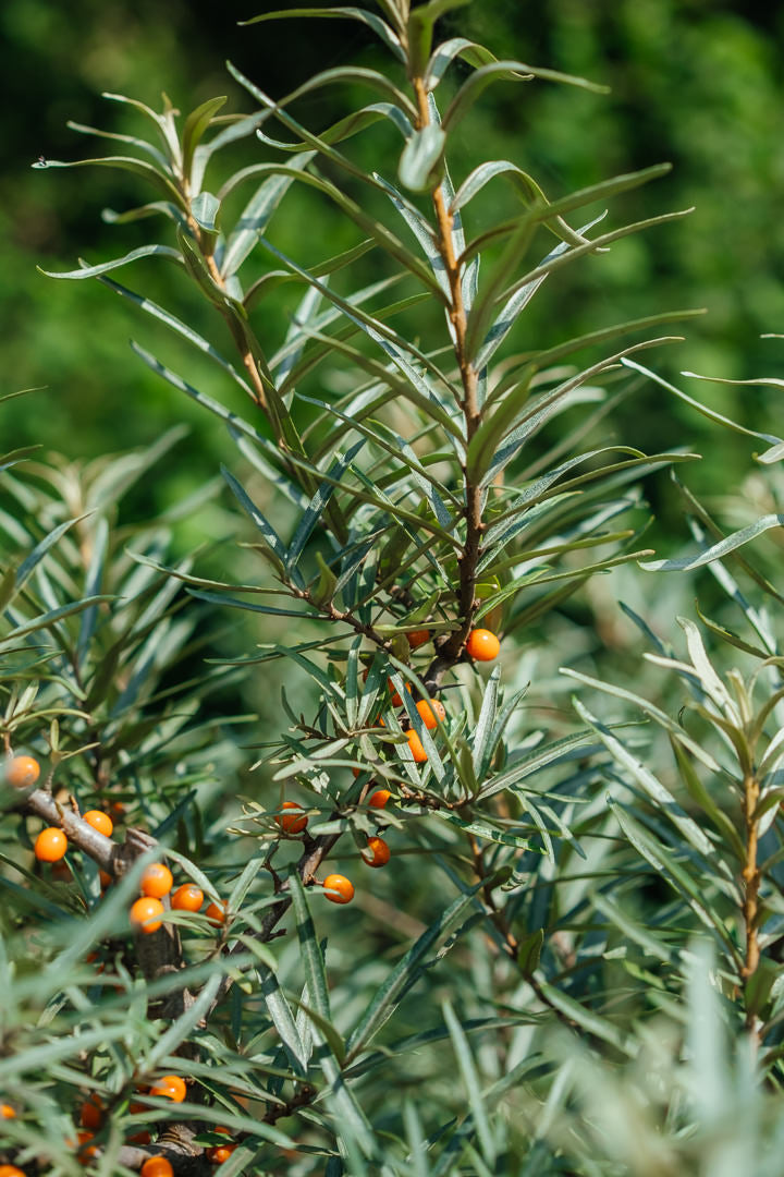 Hippophae rhamnoides NWT products 25 26 0003