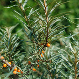 Hippophae rhamnoides NWT products 25 26 0003