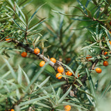 Hippophae rhamnoides NWT products 25 26 0004