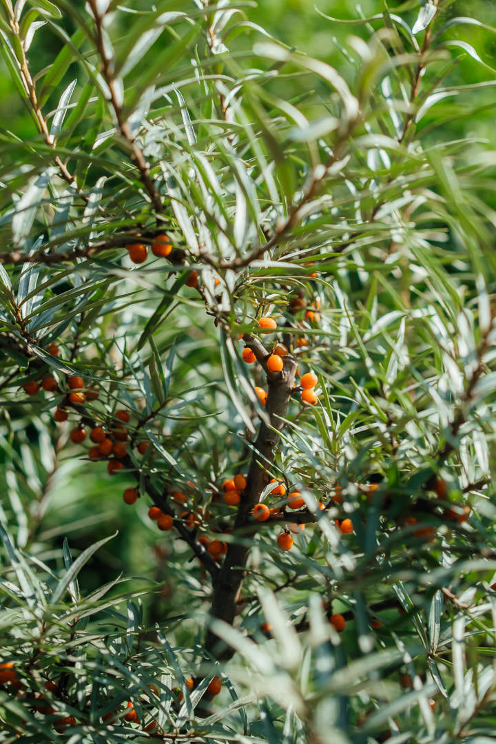 Hippophae rhamnoides NWT products 25 26 0007