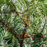 Hippophae rhamnoides NWT products 25 26 0007