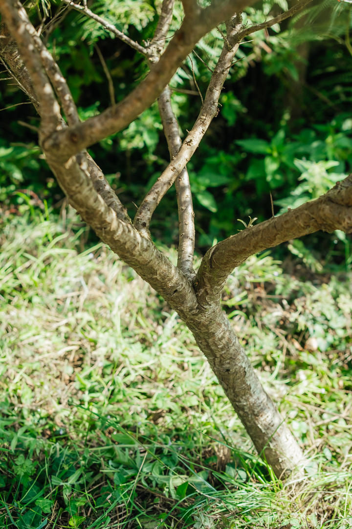 Hippophae rhamnoides NWT products 25 26 0008