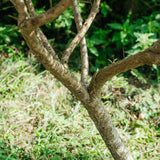 Hippophae rhamnoides NWT products 25 26 0008