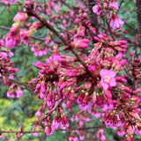 Prunus 'Okame' - Japanese Flowering Cherry