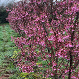 Prunus 'Okame' - Japanese Flowering Cherry