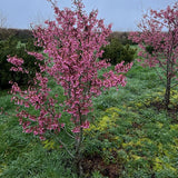 Prunus 'Okame' - Japanese Flowering Cherry
