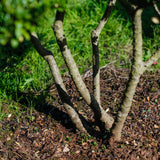 Ilex Crenata Dark Green grown by New Wood Trees