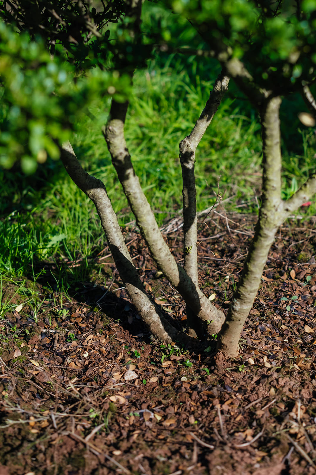 Ilex Crenata Dark Green grown by New Wood Trees