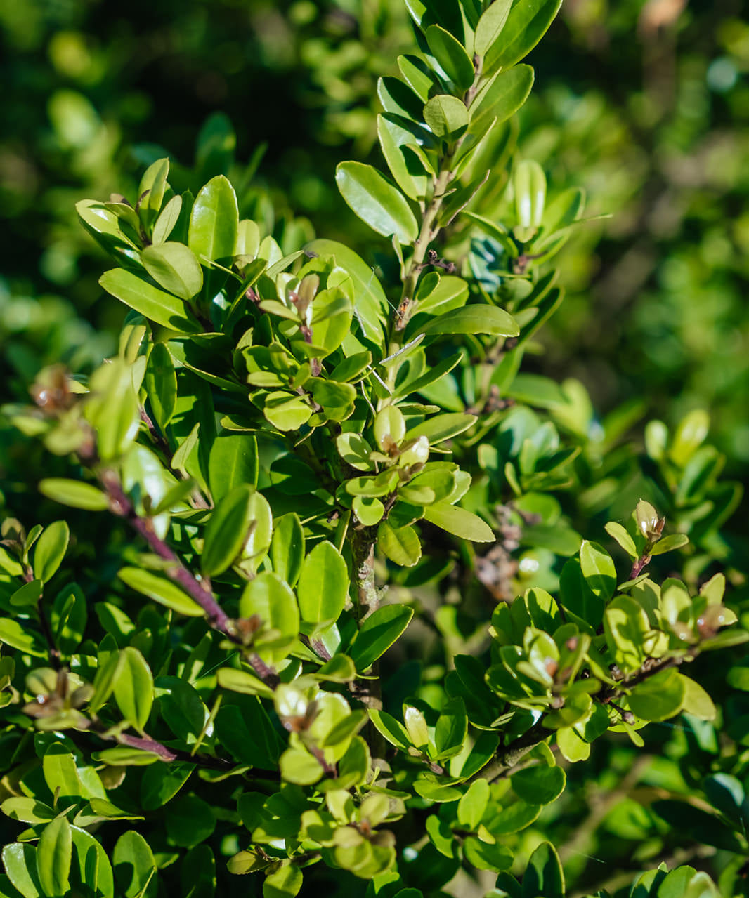 Ilex Crenata Dark Green grown by New Wood Trees