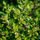 Ilex Crenata Dark Green grown by New Wood Trees