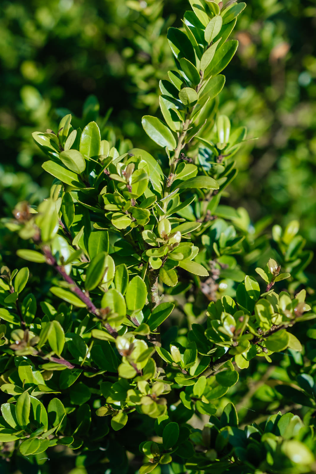 Ilex Crenata Dark Green grown by New Wood Trees