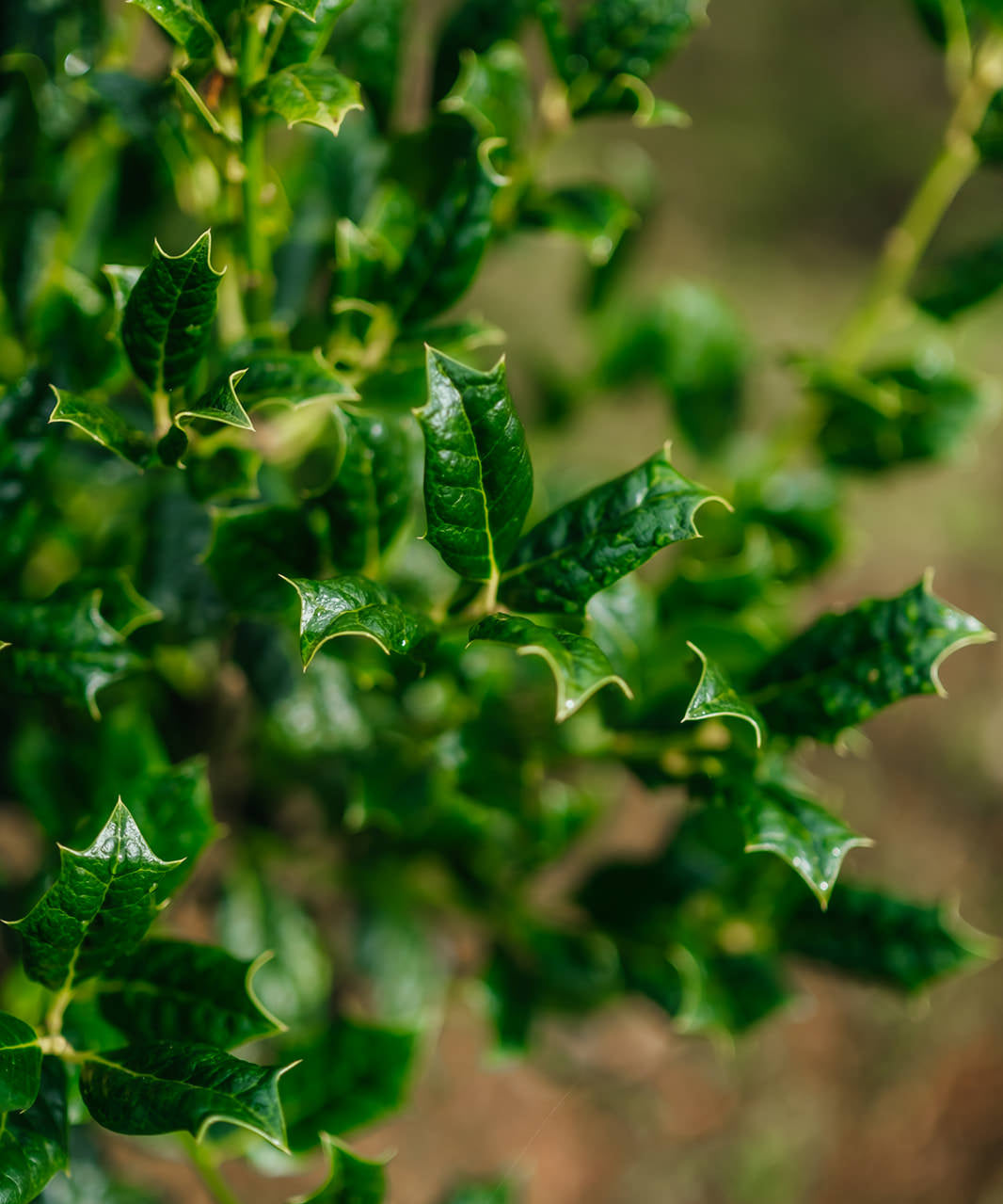Ilex 'Nellie R. Stevens' grown by New Wood Trees