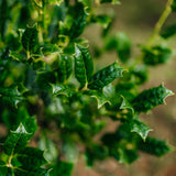 Ilex 'Nellie R. Stevens' grown by New Wood Trees