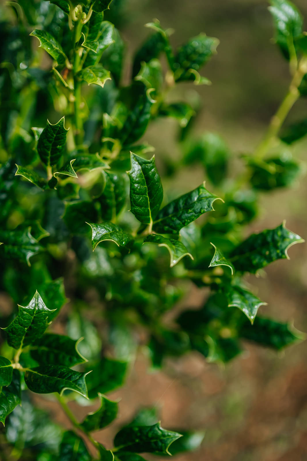 Ilex 'Nellie R. Stevens' grown by New Wood Trees