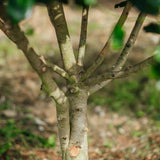 Ilex 'Nellie R. Stevens' grown by New Wood Trees