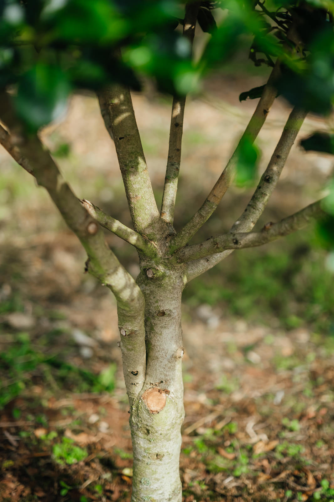 Ilex 'Nellie R. Stevens' grown by New Wood Trees