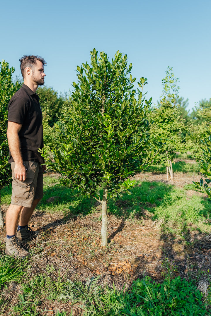 Ilex 'Nellie R. Stevens' NWT Products 25 26 2