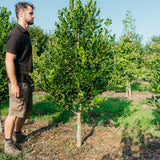 Ilex 'Nellie R. Stevens' NWT Products 25 26 2