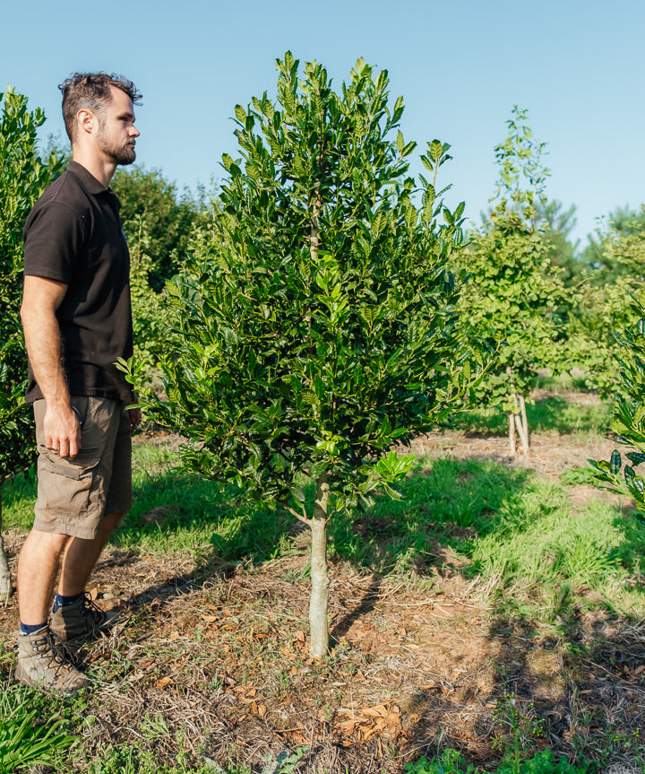 Ilex 'Nellie R. Stevens' NWT Products 25 26 2