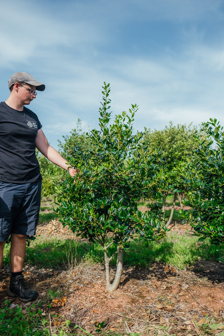 Ilex aquifolium 'J.C van Tol' NWT Products 25 26 0004