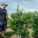 Ilex aquifolium 'J.C van Tol' NWT Products 25 26 0004